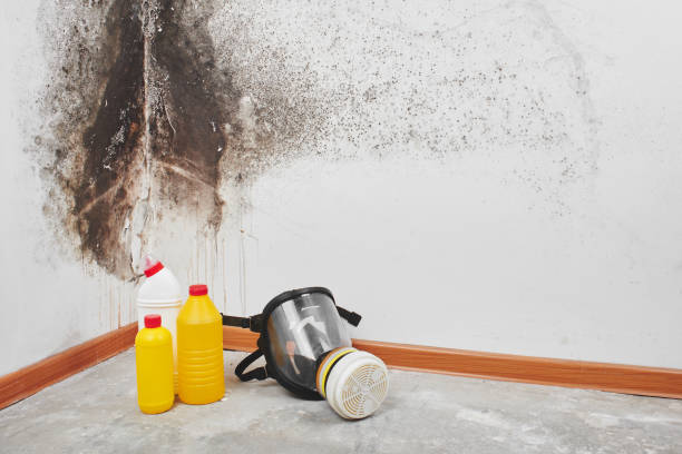 Professional Mold Removal in Cuero, TX