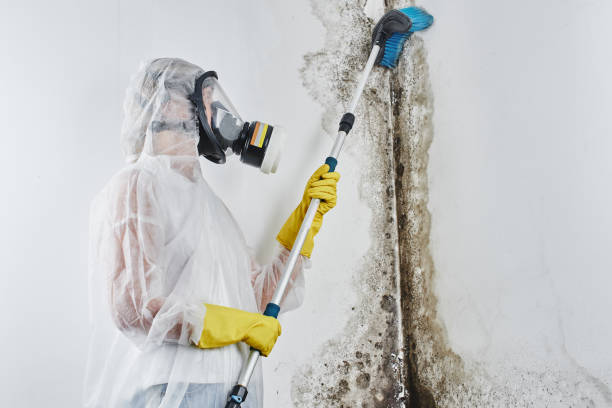 Professional Mold Removal in Cuero, TX