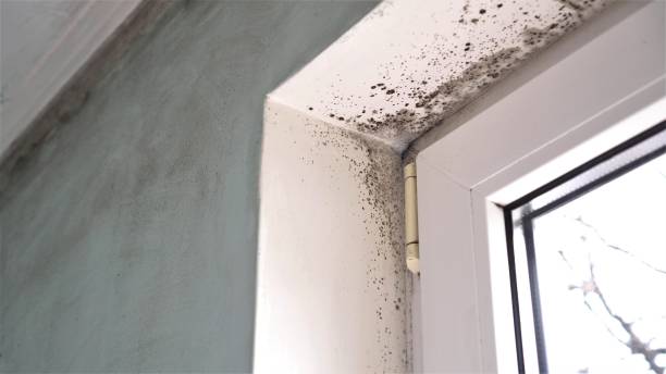 Best Mold Testing  in Cuero, TX