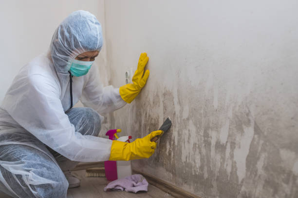 Best Black Mold Removal  in Cuero, TX