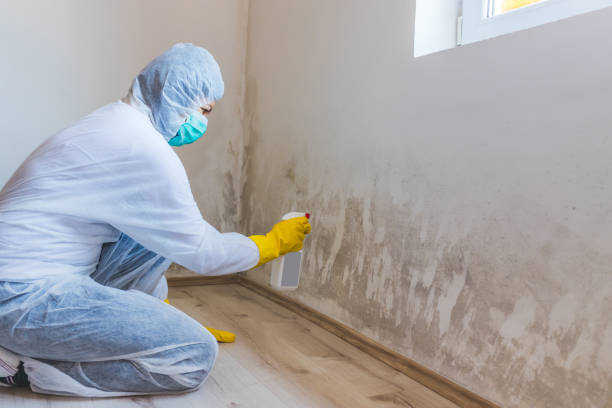 Best Attic Mold Removal  in Cuero, TX