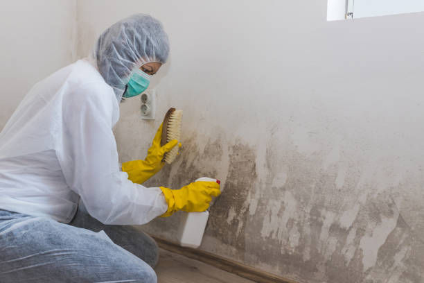 Best Emergency Mold Removal  in Cuero, TX
