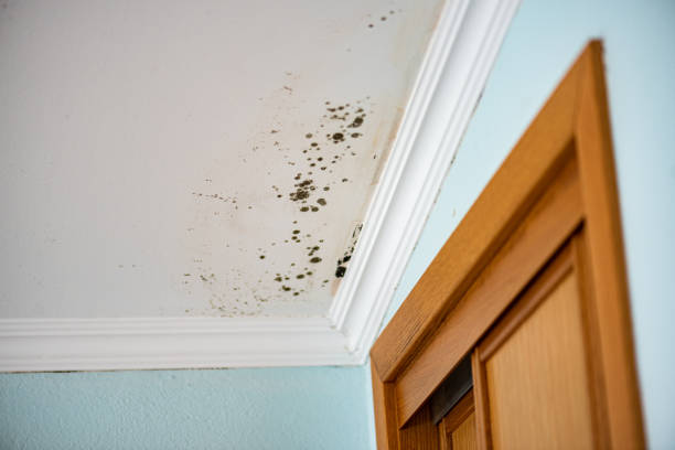 Best Same-Day Mold Removal  in Cuero, TX