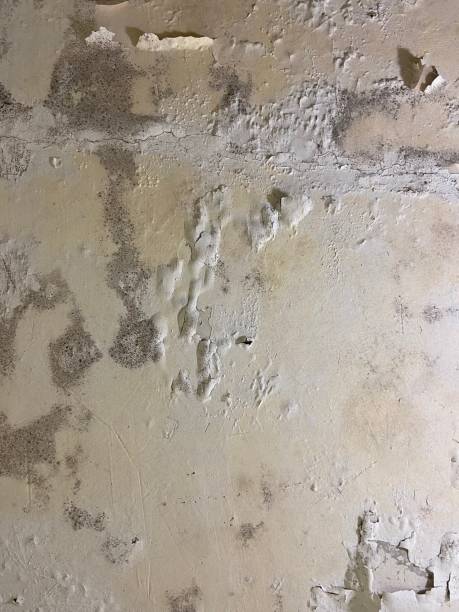 Best Home Mold Removal  in Cuero, TX