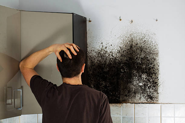 Best Home Mold Removal  in Cuero, TX