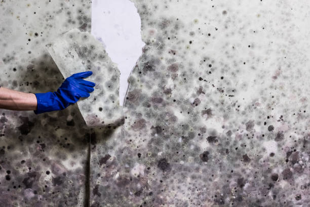 Best Certified Mold Removal  in Cuero, TX