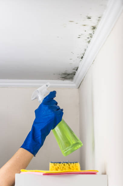 Best Professional Mold Removal  in Cuero, TX